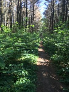 A trail through the woods seen while biking through Mohican