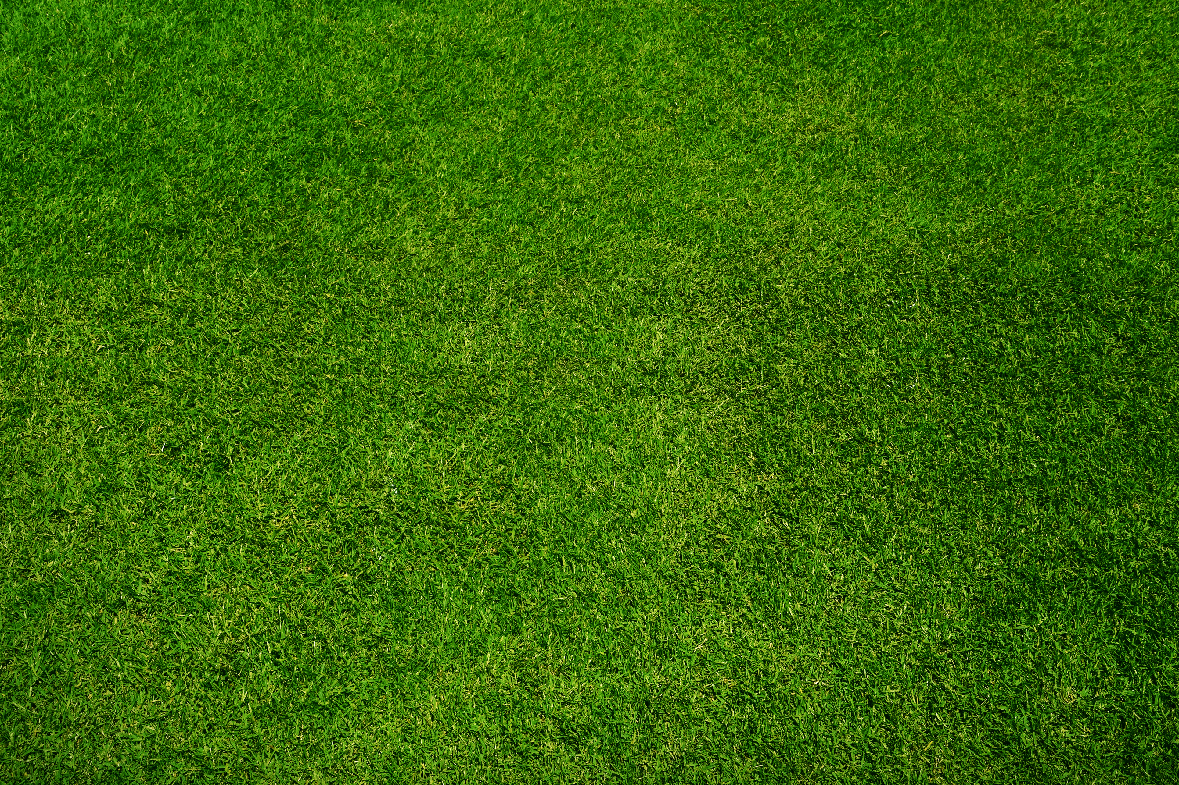 Green grass texture background, top view - CompassOhio