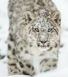 A snow leopard at the zoo in the Cleveland Metroparks