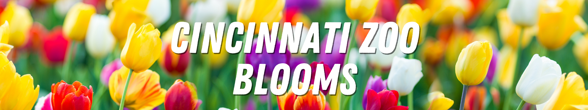 Cincinnati Zoo Blooms