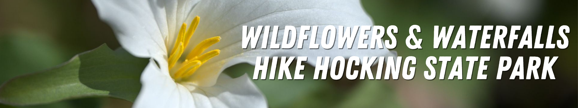 Wildflowers & Waterfalls Hike Hocking State Park