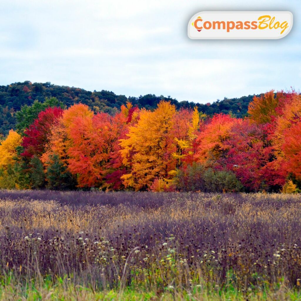 How Does Autumn Create Stunning Colors in Fall Leaves