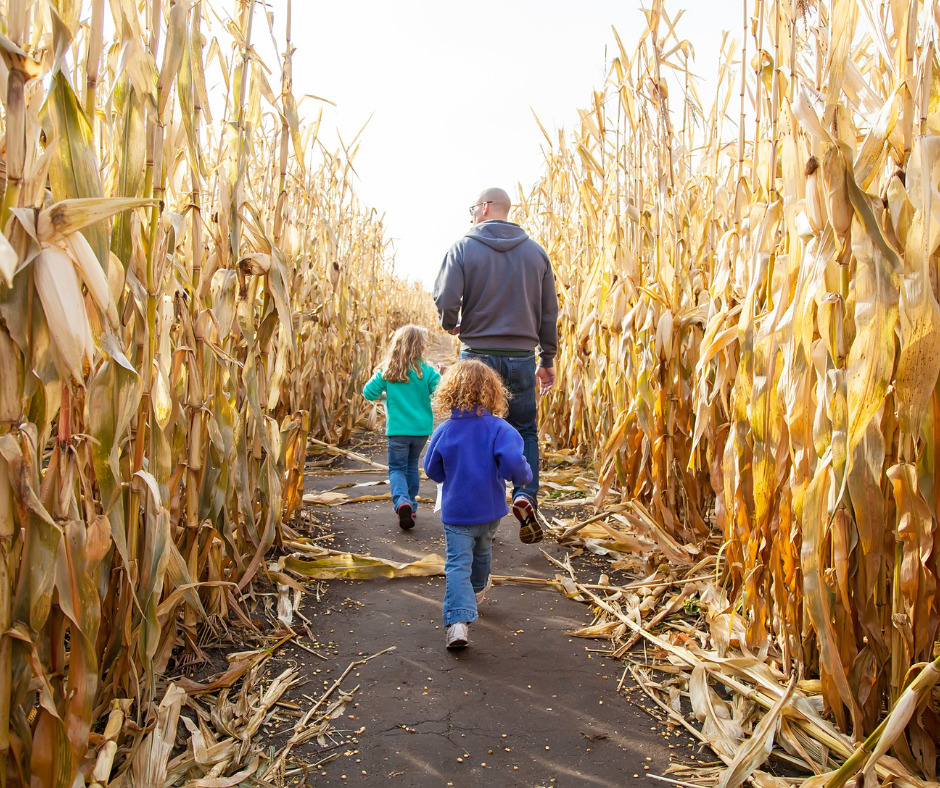 A man with two children finding their way through a corn maze.