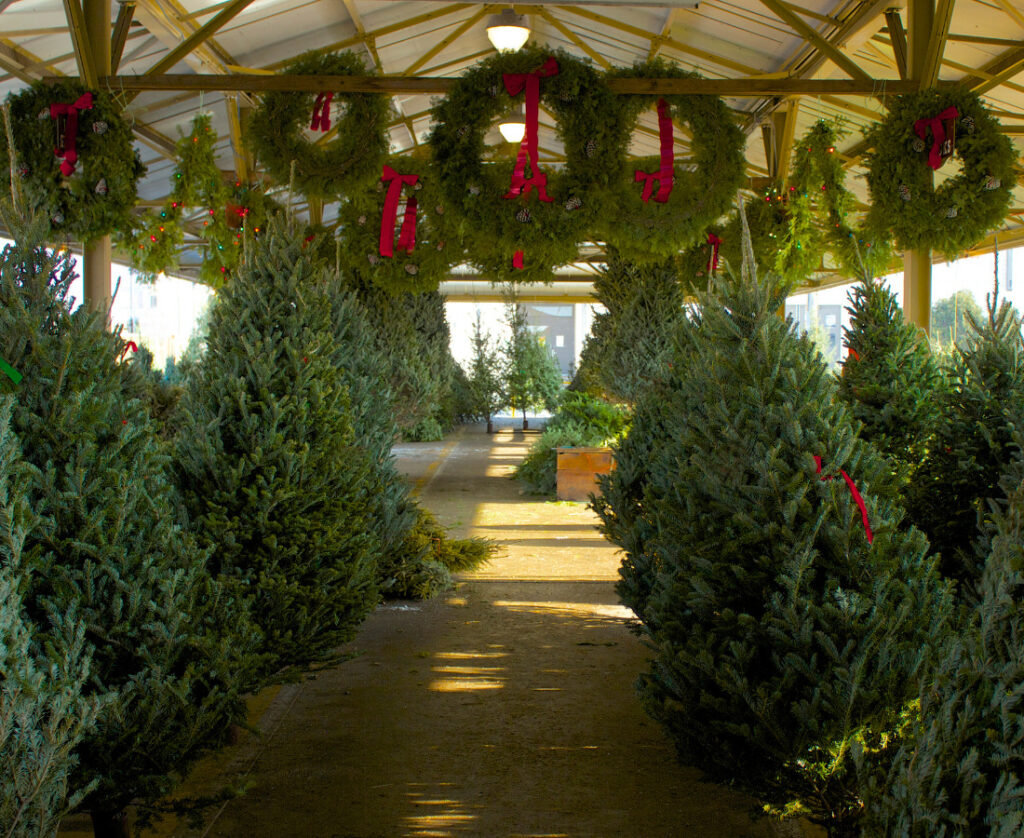 A pavillion filled with assorted Christmas Trees and holiday wreaths