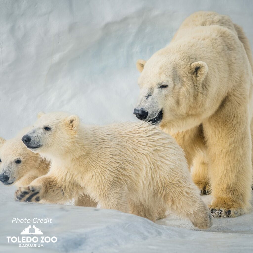 Toledo Zoo & Aquarium Twin Polar Bears