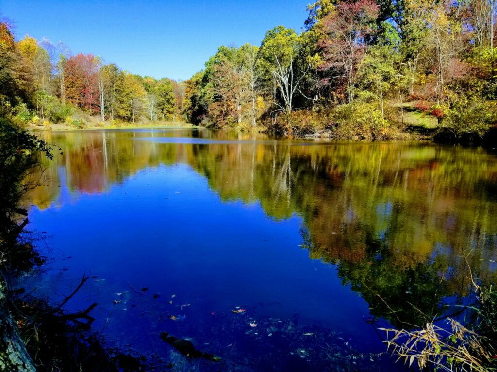 A serene lake reflecting the tree foliage and the deep blue sky