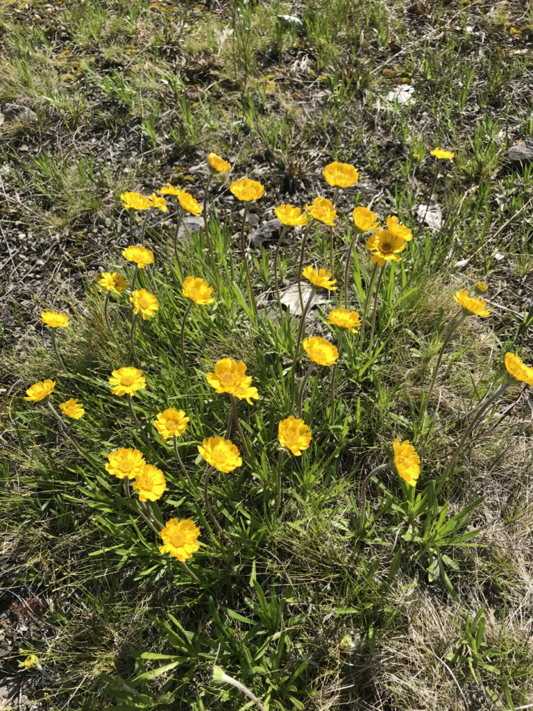 Lakeside Daisy—a delicate and rare yellow daisy