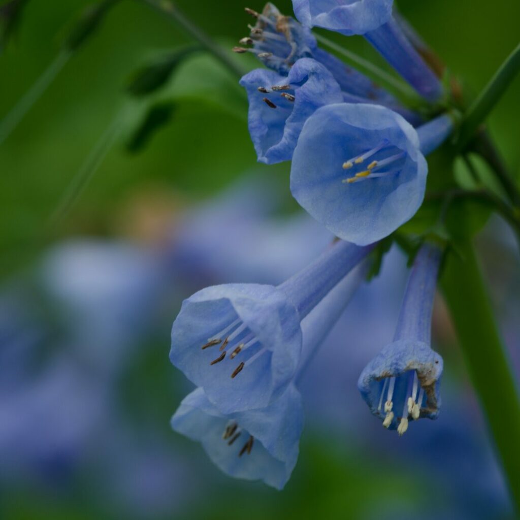 A closeup image of the Virginia Bluebells, one of Ohio's Spring Wildflower.