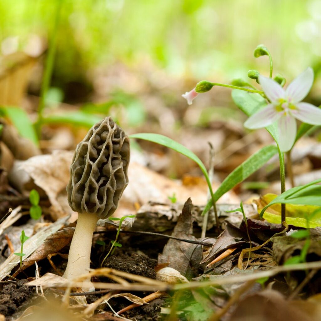 A morel mushroom is growing on the forest floor-a prized commodity for foraging