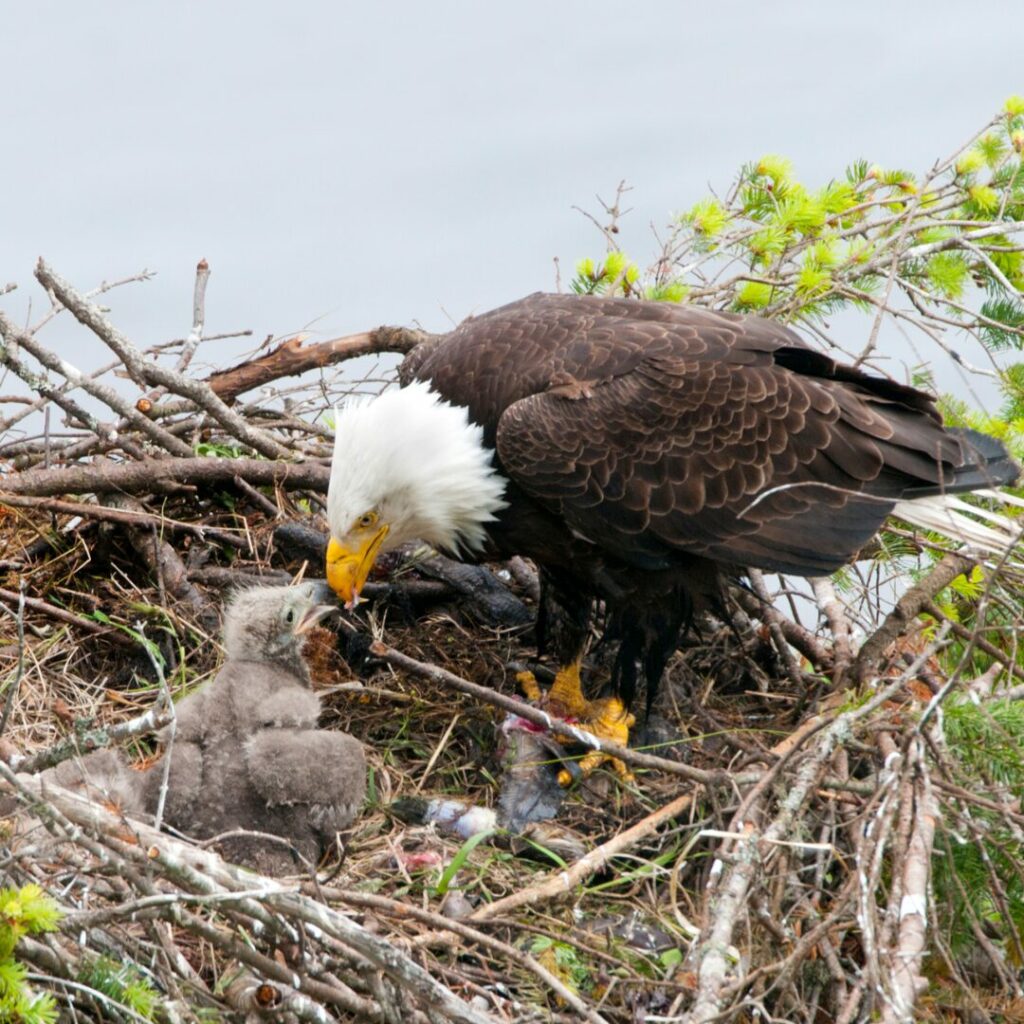 A Bald Eagle tending to her fledglings in a nest