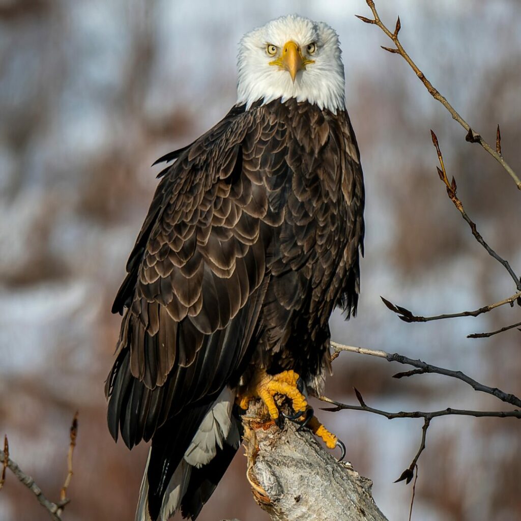 An adult bald eagle perched in a tree looking directly into the camera