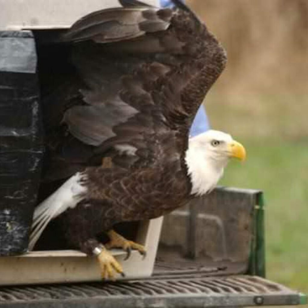 A bald eagle being released after rehab from an animal carrier