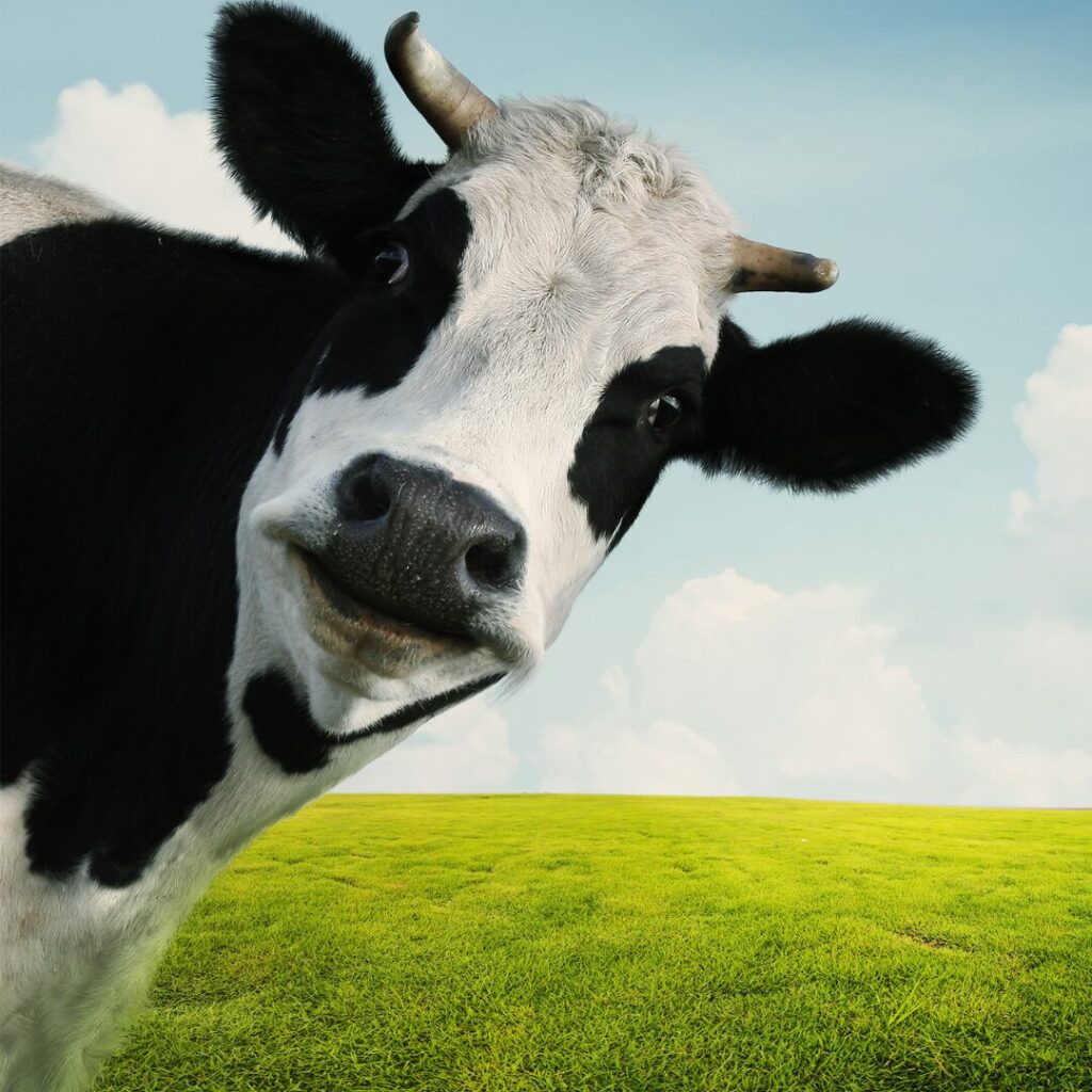 A jersey cow looking right into the camera