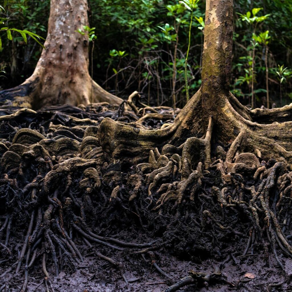 A below ground shot of trees roots all intermingled together forming a network