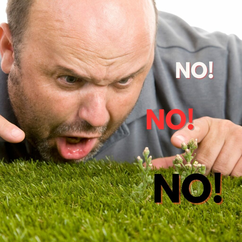 A man is shouting "no, no, no!" at a week growing in his grass after debating on using Roundup Weedkiller